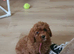 Red Toy Cavapoochon small puppies