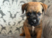 Stunning Border Terrier Puppies