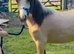 Buckskin Welsh A gelding