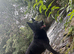 KC German shepherd