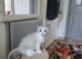 Ragdoll Bicollor boy