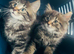 Stunning litter of Main coon kittens ready now