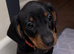 Dachshund puppies READY NOW