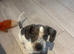 Blu dashund cross