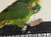 Stunning one year blue fronted amazon parrot for sale also comes with good size cage and toys an food.