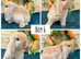 Mini lop babies