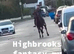 Standardbred gelding