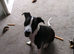 Female 6 month oldBullgrey x Staffordshire bull terrier