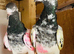 Pigeons Pakistani highflying