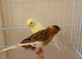 Pair of canary