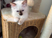 Ragdoll kitten