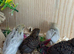 Button Quail