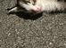 4 kittens