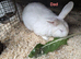 New Zealand Californian Rabbit