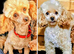 TOY POODLE BOYS AVAILABLE FOR STUD!