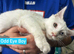 White Maine Coon Boy Kittens