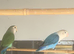 Pairs of love birds