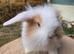 Super fluffy baby bunnies teddywidders