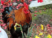 Beautiful Bantam cockrel