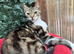 FEMALE CATS NEEDING NEW LOVING HOME/S