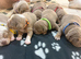 7 Olde English bulldog puppies for sale