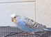 Beautiful young budgies available