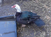 Muscovy drakes