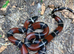 Sinaloan Milk Snake at Birmingham Reptiles