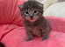 Pedigree Maine Coon x Ragdoll x Ready 30th October