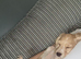 9 week old cocker spaniel£500 female