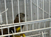 2026 BBC Rung Young Male Goldfinches