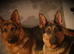 German shepherd puppies