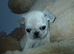 Full pedigree pug pups