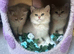Adorable fur babies