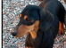 Tiny Tiny black & tan girl