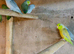Parrotlets for sale