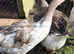 Sebastopois Geese &times;3