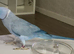 Blue ringneck