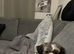KC Reg Shih Tzu bitch