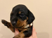Dachshund puppies