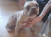 Champagne & merl French bulldog
