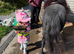 Lakehead Ellquence ~ 'Nellie' A pony in a Million