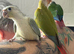 Baby hand reared conure