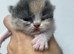 exotic female kitten