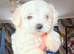 Maltese puppies