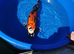 18 inch koi for sale