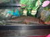 Axolotl available