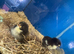 Trios and a spare hen