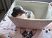 SHIH TZU/JACK RUSSELL MALE PUPPY