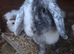 Merl coloured lion lop